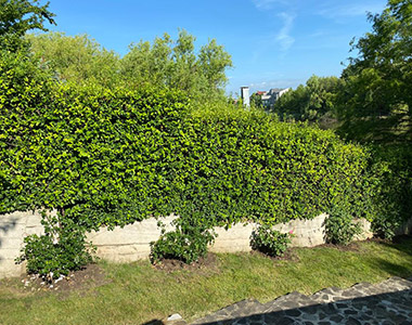 Tuns gard viu pe forma